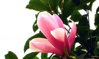 玉兰花几月份开花 玉兰树一般是在什么季节开花